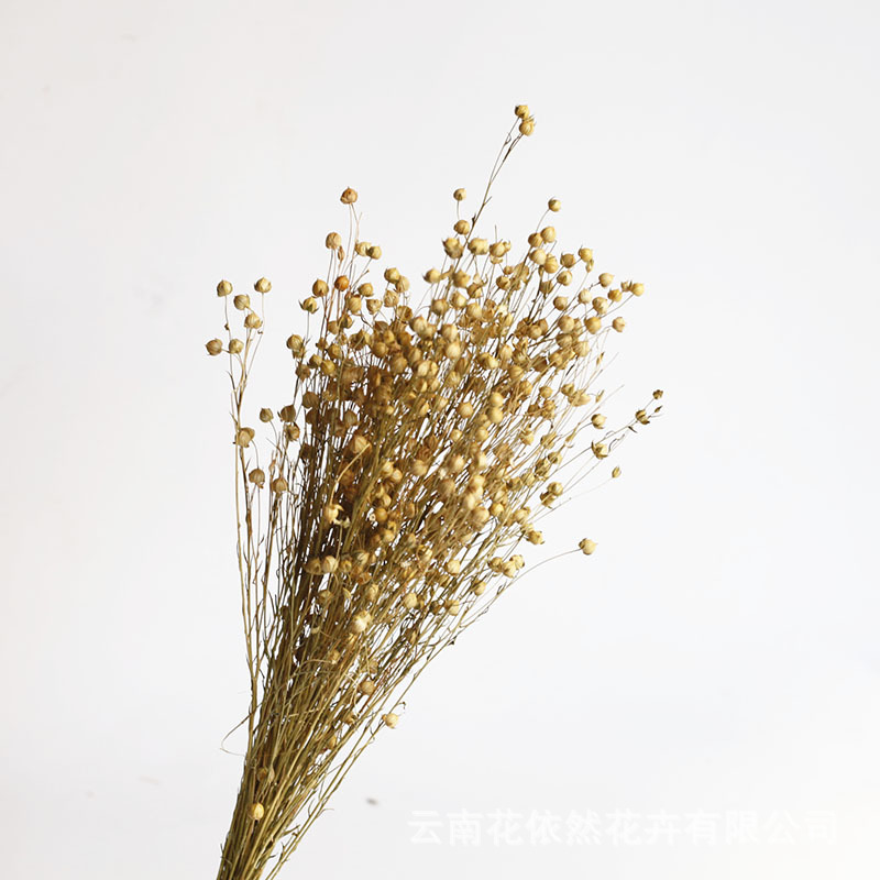 Flor seca Flor eterna Gypsophila Bola de oro No me olvides Flor seca Rosa hoja de eucalipto Pine Fruit Lover Grass al por mayor