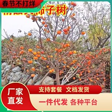 һ�����l�ش�ͥԺ������������ĥ�Pˮ���������ϱ����Nֲ����