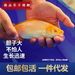 好养耐活鱼纯种西芥子锦鲤带头红眼介子冷水淡水鱼观赏鱼活体鱼苗