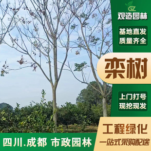 ����Ĵ�ͥԺ�L���G�����̘��������ľ��ľ����ֱ���u�X���е���