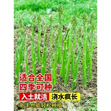 一件代发芦笋根苗带土芦芛种苗卢笋种植苗庭院种根种籽阳台盆栽绿