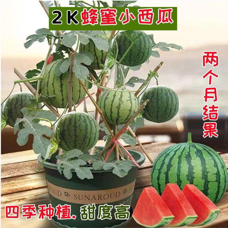 Honey small watermelon species potted watermelon red soil thin skin seedless four-season potted balcony courtyard fruit melon species Honey small watermelon species potted watermelon red soil thin skin seedless four-season potted balcony courtyard fruit melon species