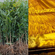 �ؑc��z�ľ�� �Ĵ���z�ľ�� �F�ݽ�z�ľ�� ��z�ľ�����l