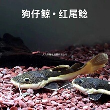 ؈�~���w�����L�tβ؈�����T�~�׌ӟᎧ�^�p�~���͵�ˮ�~���B