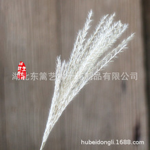 彩色芦苇植物乡村文艺唯美家装家饰干花苇子蒲苇小芦苇花拂尘花
