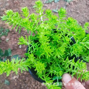 Green Leaf Buddha Grass Roof Greening Vegetation Golden Leaf Buddha Grass Perennial Seedling Project Potted Buddha Grass