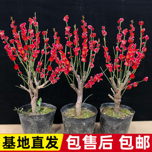 ÷�����������Ϙ�ͥԺ�ͺ�ľ��ֲ�ﻨ�ܝ������t�t�G÷�̨�Gֲ