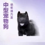 活体田园犬伴侣犬