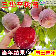 һ�����l���A���Ә�����ϱ���ͥԺ�����d�޽��X���y������������