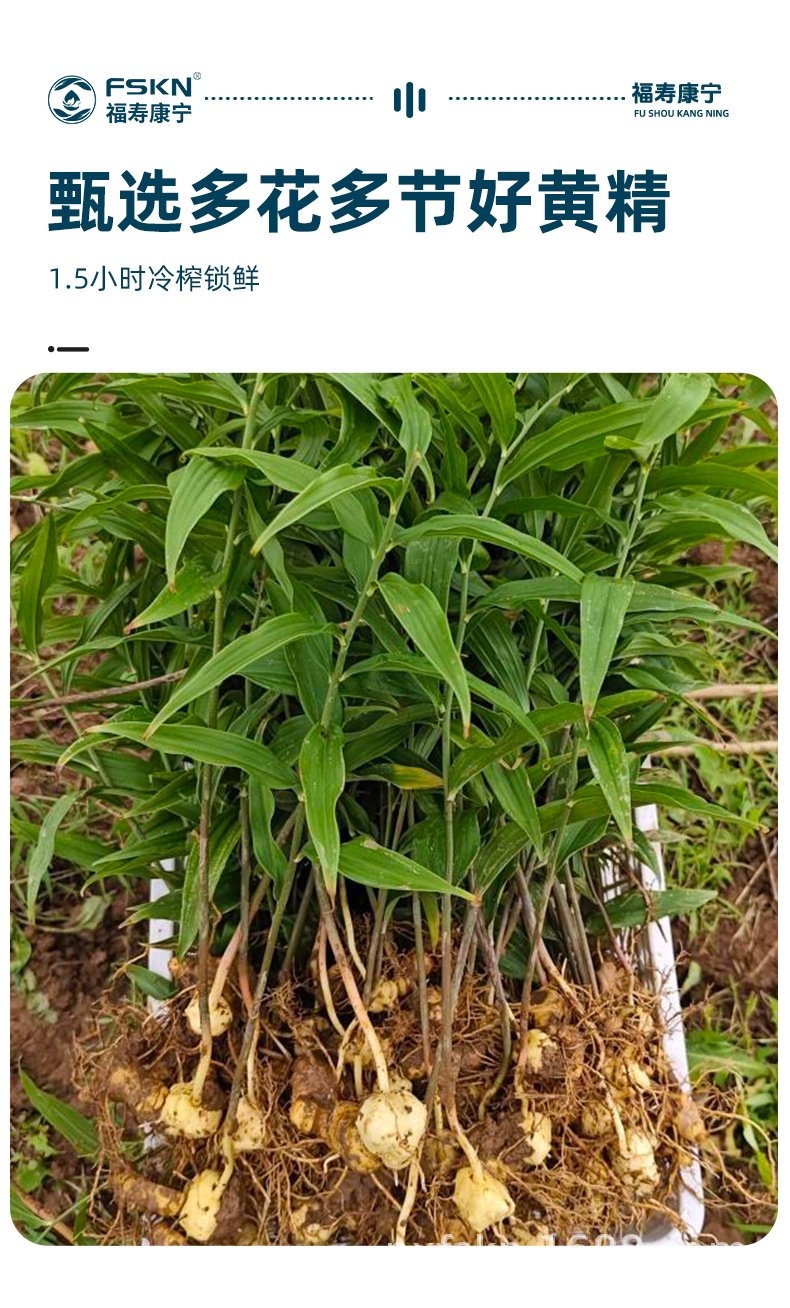 Black Goji and Polygonatum Root Juice Drink 50ml x 10 Bottles Herbal Oral Liquid key features