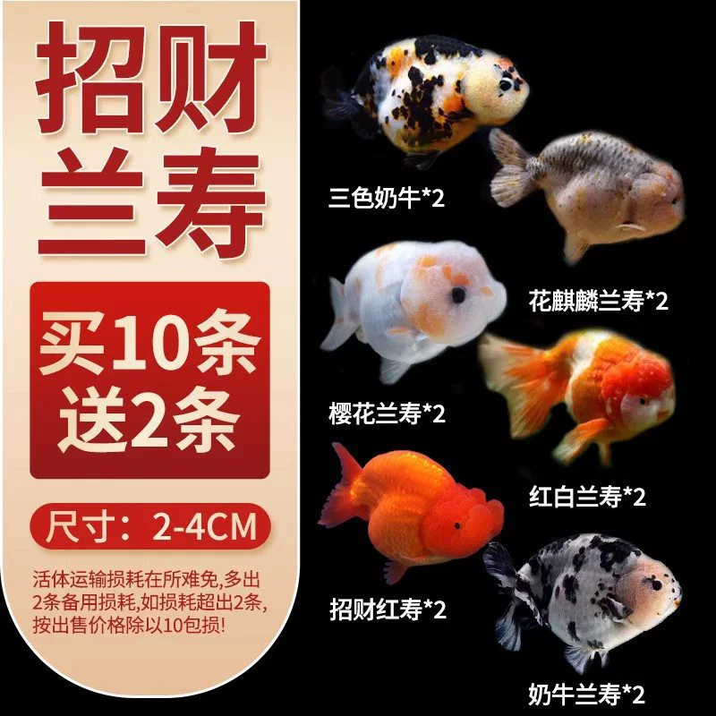Саженцы холодноводной рыбы Yulan Shoujian, живая рыба, мелкая пресноводная, хорошее кормление, живая рыба Lili, Manlonfish