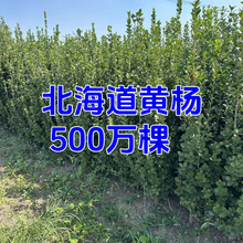 丛生北海道黄杨冬青四季常青耐寒绿篱笆围墙植物黄杨庭院青珊瑚树