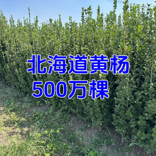 �����������S����ļ������ͺ��G�h�ʇ���ֲ���S��ͥԺ��ɺ����