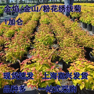 ��ɽ���潑���շۻ������ն������ͺ��͟Ứ��ľ���@ͥԺ���~��ľ