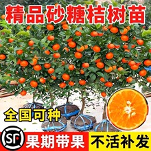 ɳ�ǽۘ�����������Ϸ������Nֲ���Ә���̽�ɰ���ټ޽ӹ������