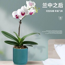 �����m���玧�������Կ͏d�m���҃�ֲ�ﻨ���ļ����B��ʯ���m�Gֲ