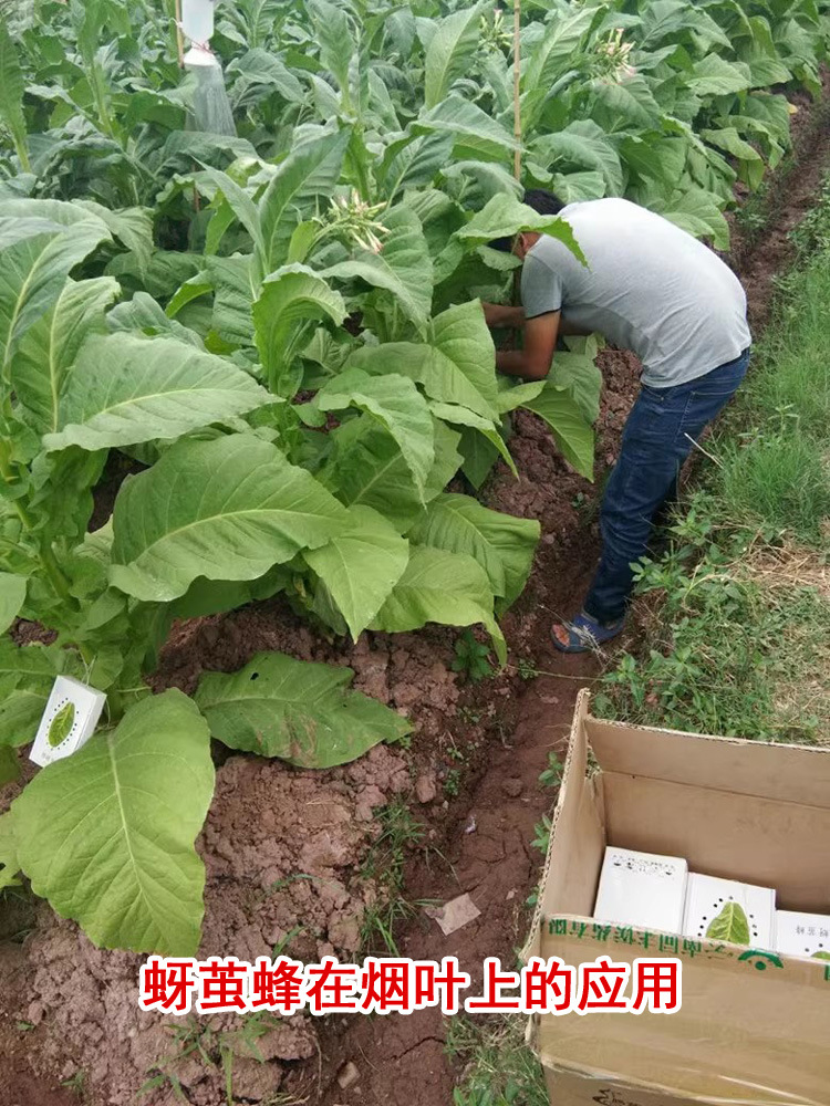 蚜茧蜂在烟叶上的应用300 拷贝.jpg
