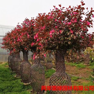 �������Ĉ@�����;��^ ��ƿ��ˇֲ�� �@�ֹ��̾��^�G�����Ę���