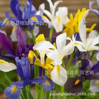 批发台湾蝴蝶兰种子 蝴蝶兰种子 当年开花盆栽蝴蝶兰种子水培