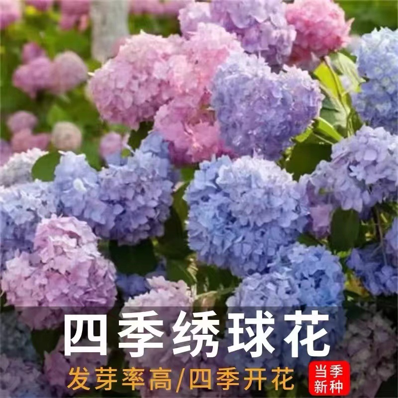绣球花种子无尽夏绣球花花种籽子多年生花籽易活盆栽庭院四季种植