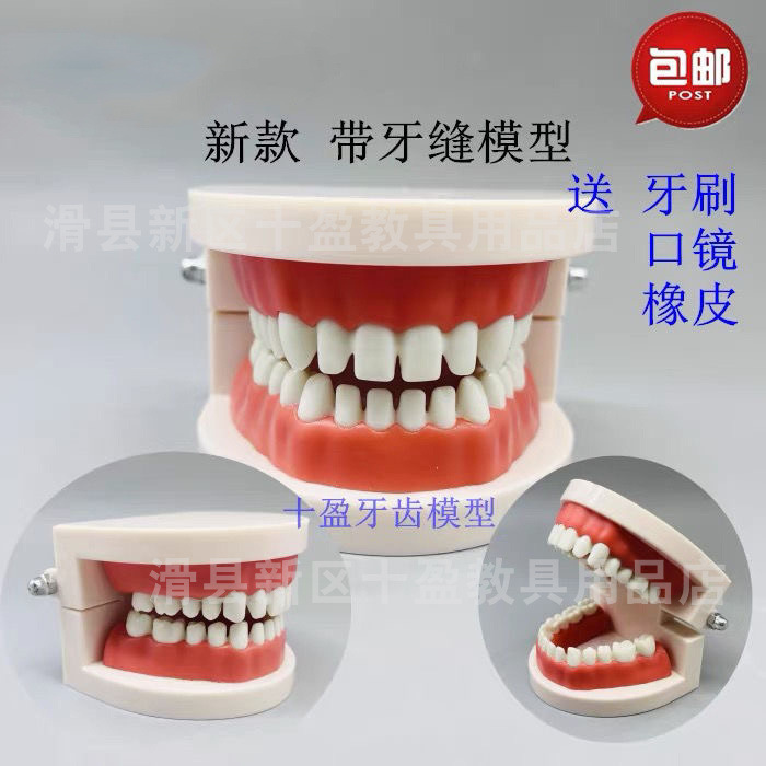 Dental Oral Children's Teaching Brushing Model New Tooth Mold with Rubber Stamper on Teeth