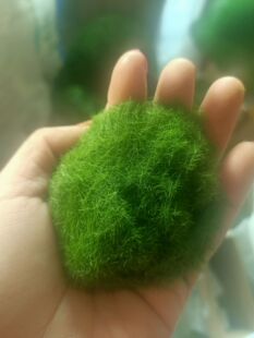 ֲëʯƤ�[�Ż�ˇ��̦��@�ݷ�ĩ��̦�辰ֲ��̦�\�[�Ż�ˇֲ�