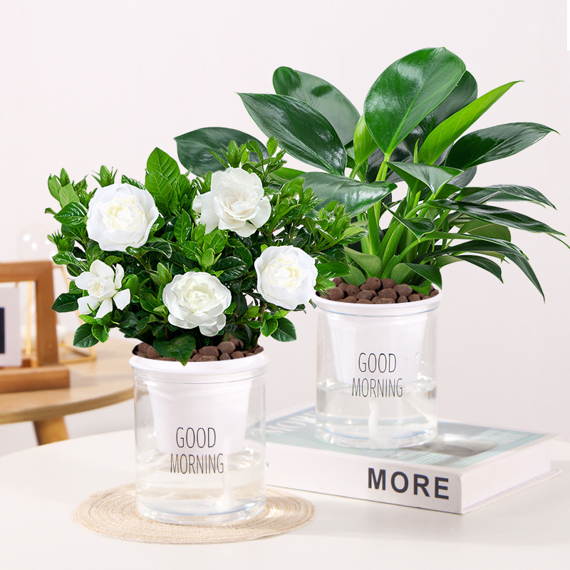 [특가] 골든다이아몬드 + 치자나무(굿모닝 세면대) + 영양액