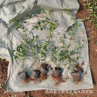 Small-Leaf Pothos, Large-Leaf Pothos, Upright Myrtle Climbing Plant, Community Courtyard Greening Seedlings Wholesale