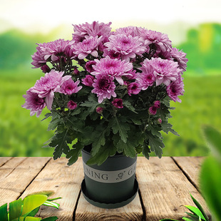 ���m�Վ������^��ǧ�^�����Ծջ����B�׻��҃��̨�Gֲ����������