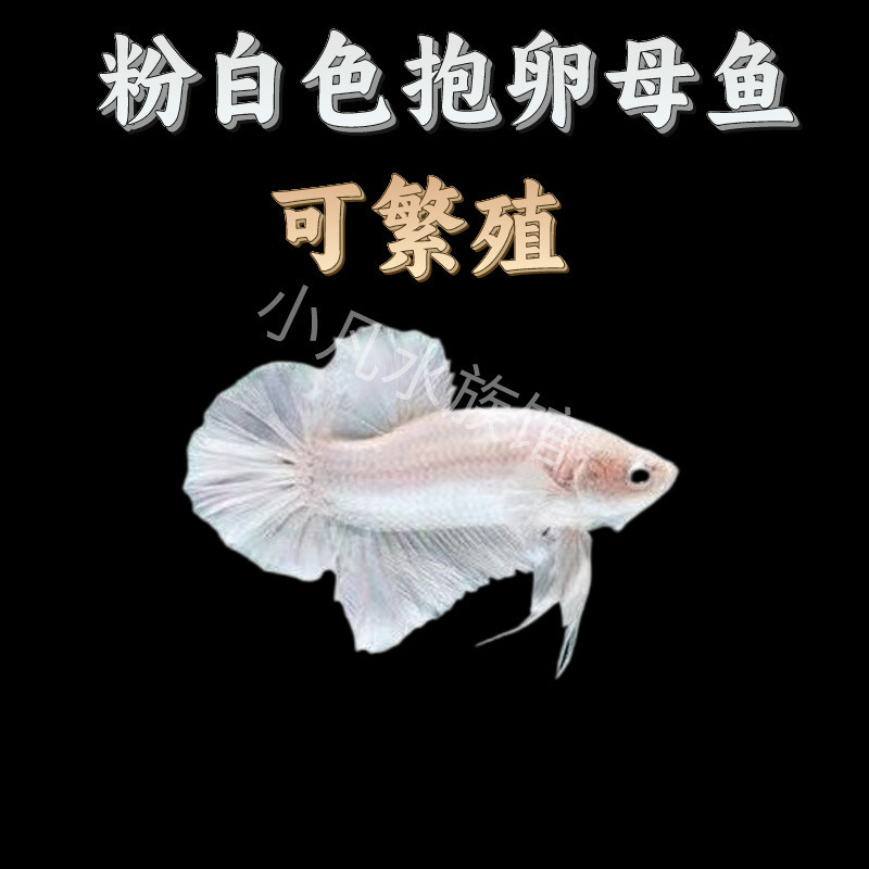 泰国斗鱼仙女款纯白半月超美网红小型淡水热带冷水观赏鱼好养耐活|undefined