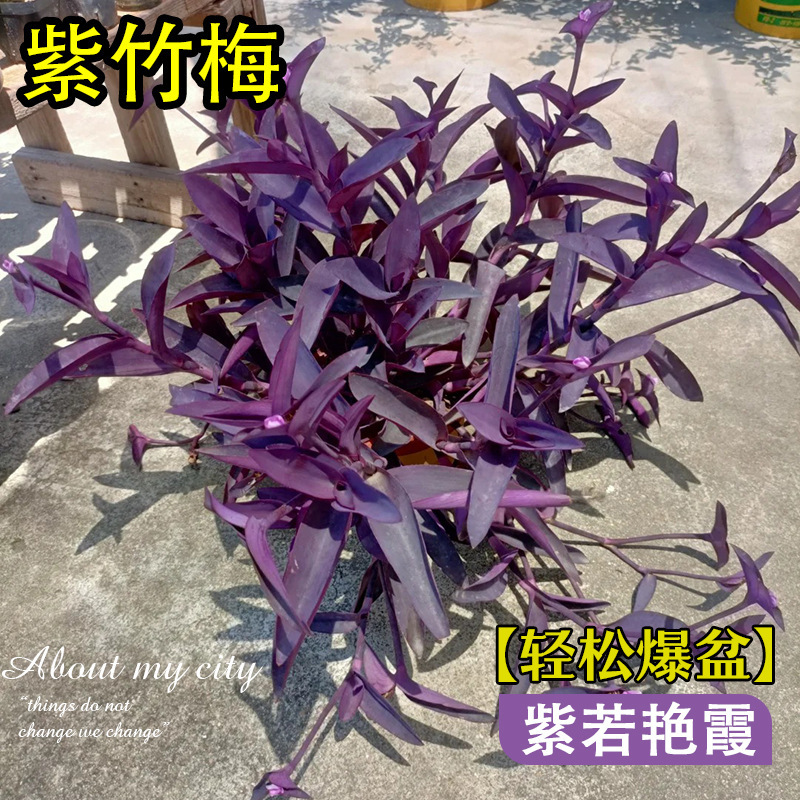 Potted Purple Bamboo and Meristem Plant, Hanging Flower for All Seasons, Spider Plant, Violet Indoor Balcony Easy-To-Care-For Courtyard Green Plant Potted Purple Bamboo and Meristem Plant, Hanging Flower for All Seasons, Spider Plant, Violet Indoor Balcony Easy-To-Care-For Courtyard Green Plant