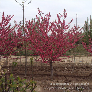 �����μt�~���Ҙ��� �tɫϵ���~���~���ذ�t��������