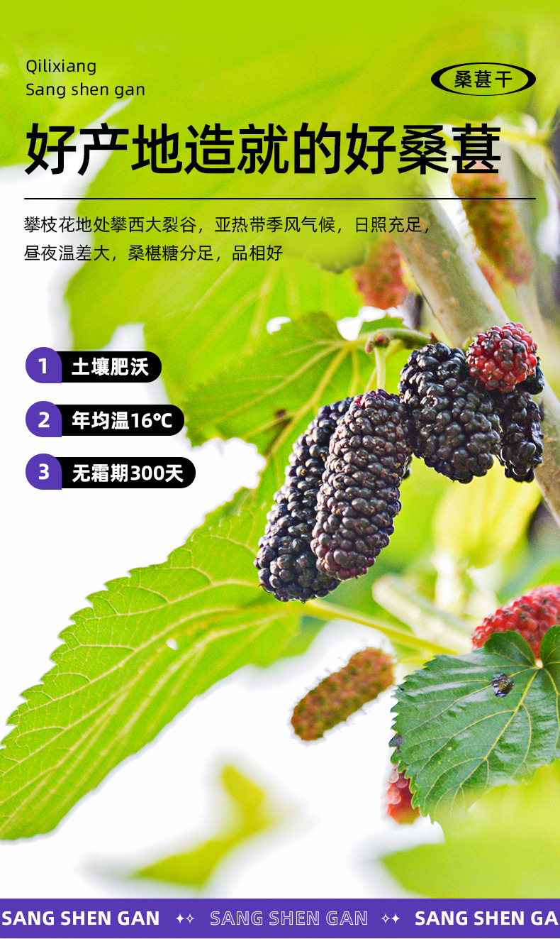 Dried Black Mulberry Fruit 200g Jar Ready to Eat Sang Shen Dried Mulberries for Tea and Snacks in use