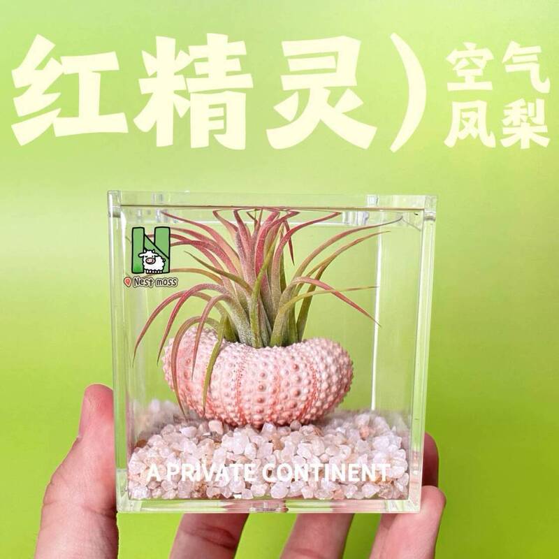 エアパイナップルウニの殻パッケージ怠惰な無土壌植物屋内デスクトップオフィス新しいクリエイティブミニグリーン植物|undefined