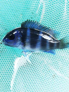 ���������~ ��¡�����g �Z�^�ʹ� ̹�� �_���{ ���w�Ꭷ �^�p�~