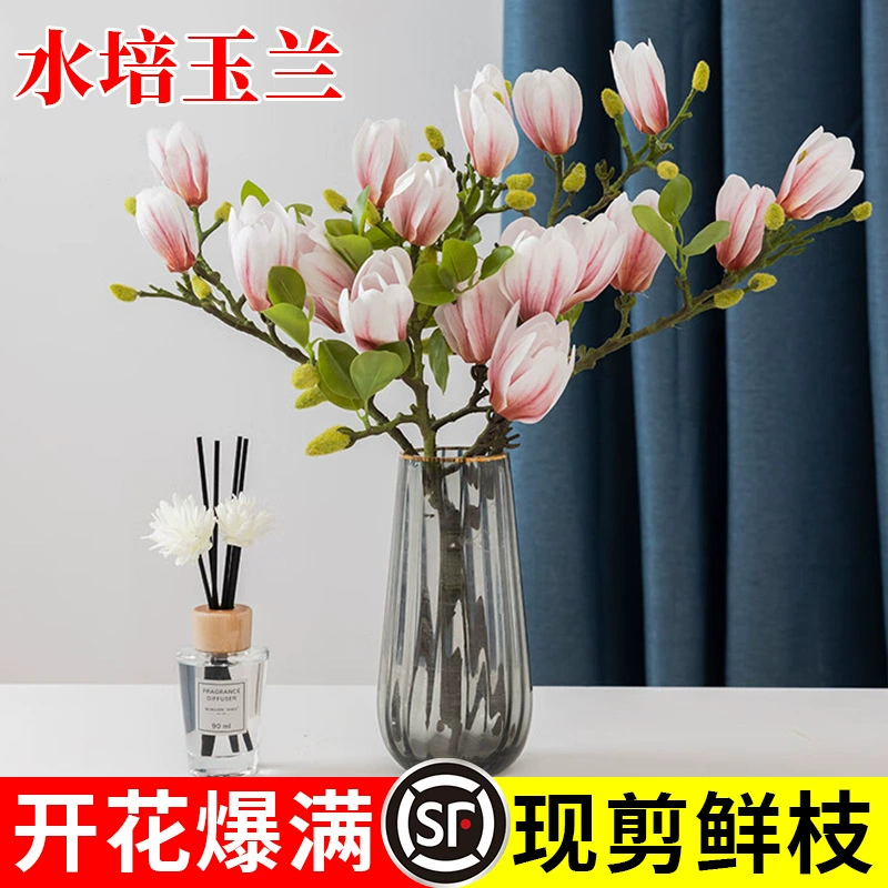 Гидропонные цветы, растения магнолии, морозостойкий новый дом, рекомендуемый для спален, четырехсезонных дворов, цветущий при воздействии воды, офисная водная культура.