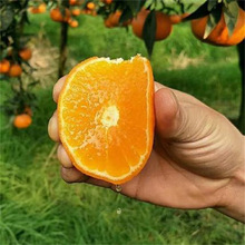 美国血中华红血橙橙子树苗红橙秭归应季新鲜红心脐橙现发水果香甜