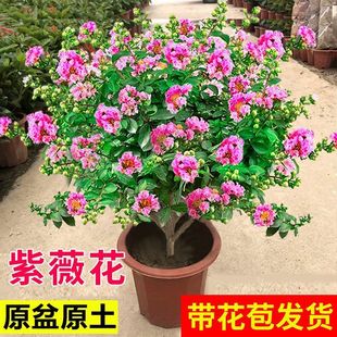 ��ޱ�����Ԏ������l؛�Ϙ����ռt�����͟�Gֲ���̨ͥԺ���B�辰