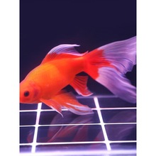 ��ˮ�W�^�~�^�p�~�S��׽����P�\���~�ڲݽ�ˮ�~���~��ˮ���B�~