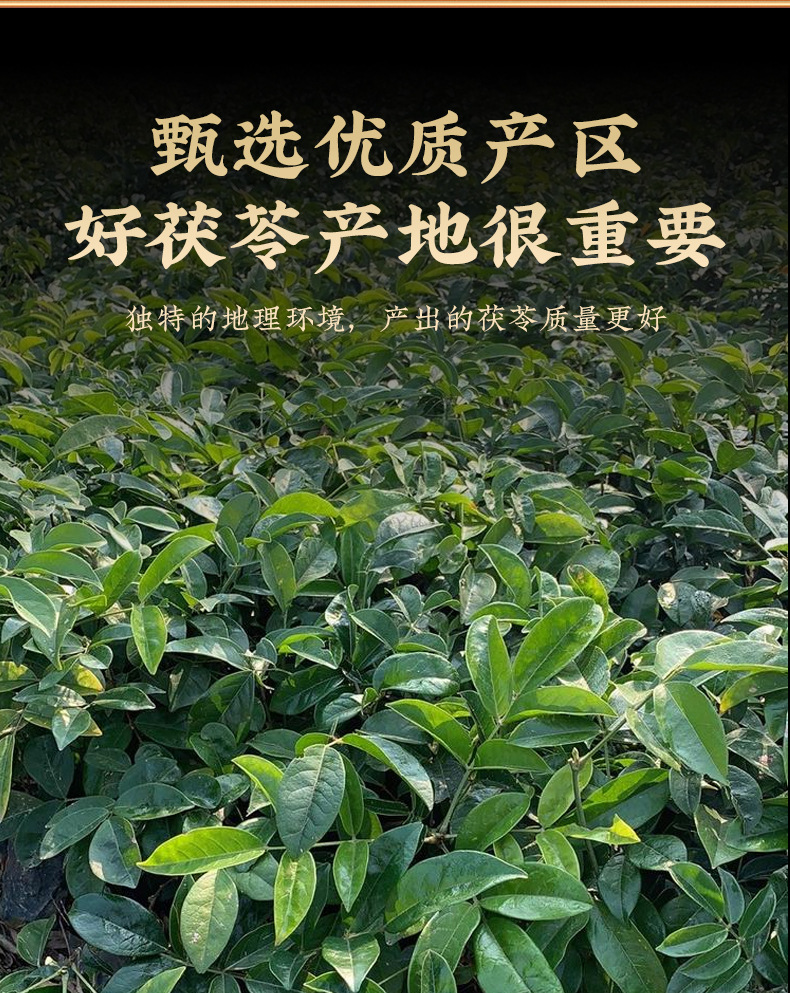 Bai Fu Ling Powder (Poria cocos) — Finely Milled Food-Herb Powder, 100g Jar key features