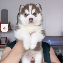 批发精品哈士奇幼犬家养哈士奇宠物犬活体雪橇犬便宜哈士奇小狗崽