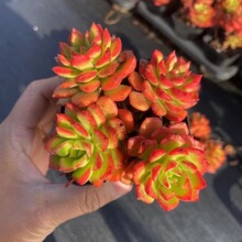 ���w����ֲ�����ف��Ϙ�ϡ��Ʒ�N�F؛����ֲ�ﻨ�ܶ������ԾGֲ