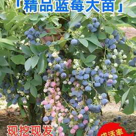 蓝莓苗盆栽蓝莓树果苗北方南方种植四季果树薄雾兔眼特大阳台带果