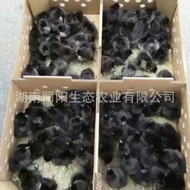畜禽种苗