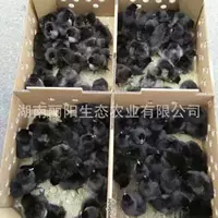 Bán sỉ gà con và gà cổ điển - gà con địa phương đích thực được cung cấp đặc biệt cho Lễ hội Trung thu