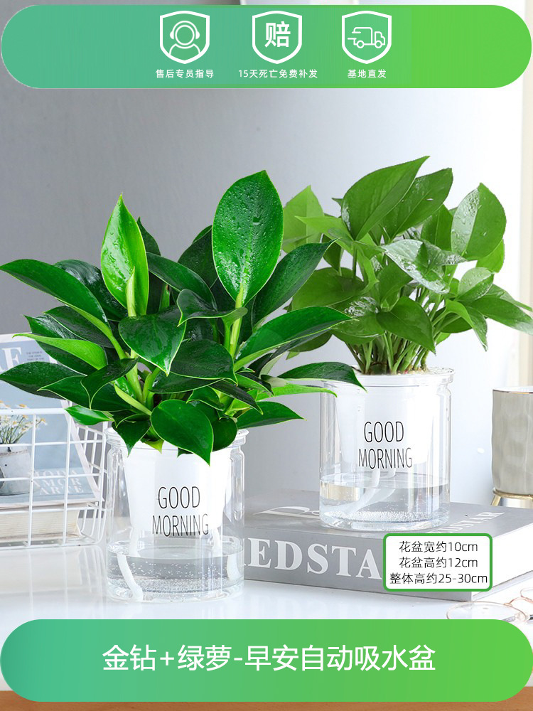 골든 다이아몬드 + 포토스 (굿모닝 대야 2개) + 영양액