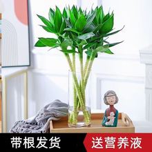 文昌竹4支金榜题名节节高水培带根水养绿植书桌植物室内花富贵竹