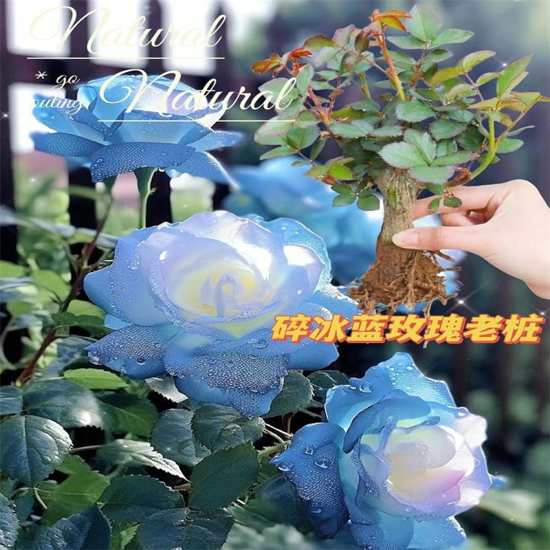 Rose Rose Seedlings Old Pile Extra Large Florals Florals Green Plants Potted Roses Indoor and Outdoor Balcony All Year Round