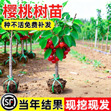 樱桃树苗嫁接矮化带果南方北种植当年结果土樱桃苗红妃果苗大盆栽