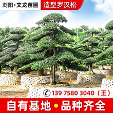 造型羅漢松樹苗迎客松大樹造型羅漢松盆栽3米造型羅漢松風景樹